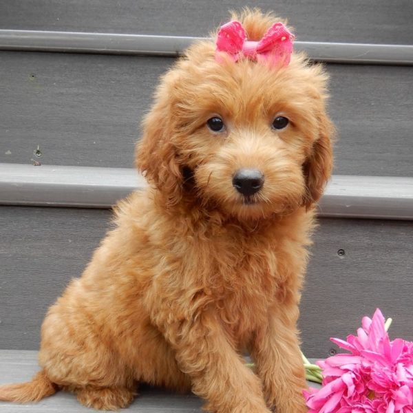 F1b Mini Goldendoodle Puppy for Sale