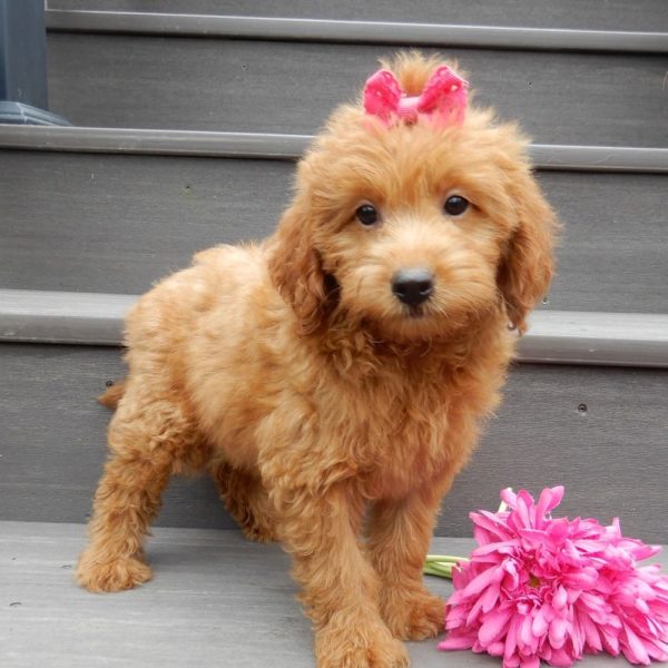 F1b Mini Goldendoodle Puppy for Sale