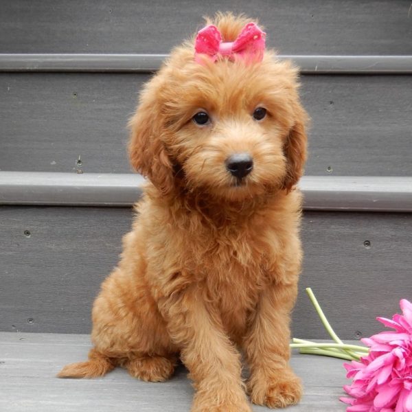 F1b Mini Goldendoodle Puppy for Sale