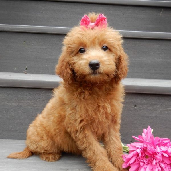 F1b Mini Goldendoodle Puppy for Sale