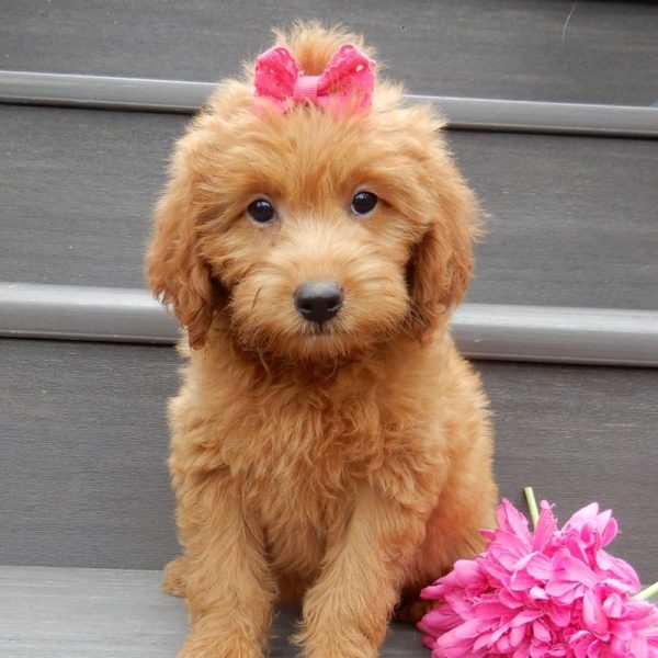 F1b Mini Goldendoodle Puppy for Sale