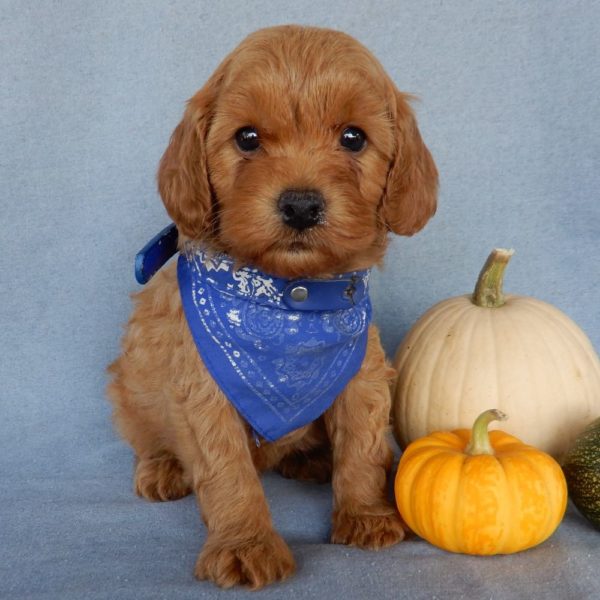 F1b Toy Cavapoo Puppy for Sale