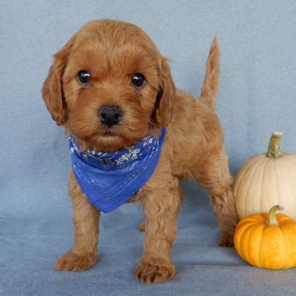 F1b Toy Cavapoo Puppy for Sale