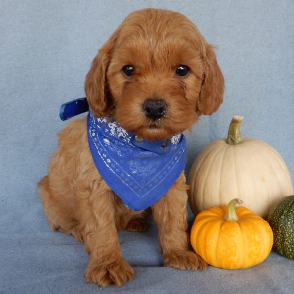 F1b Toy Cavapoo Puppy for Sale