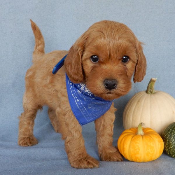 F1b Toy Cavapoo Puppy for Sale