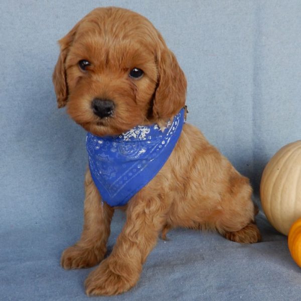 F1b Toy Cavapoo Puppy for Sale