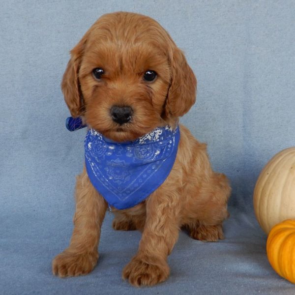 F1b Toy Cavapoo Puppy for Sale