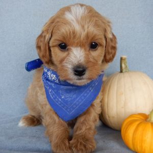 F1b Toy Cavapoo Puppy for Sale