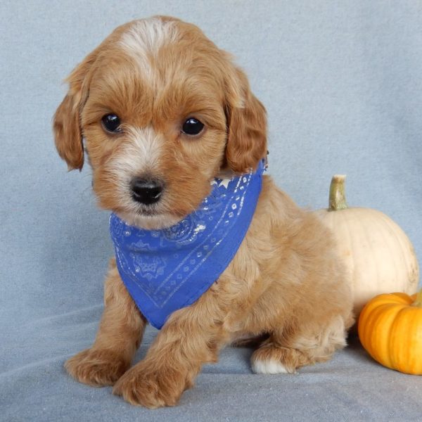 F1b Toy Cavapoo Puppy for Sale