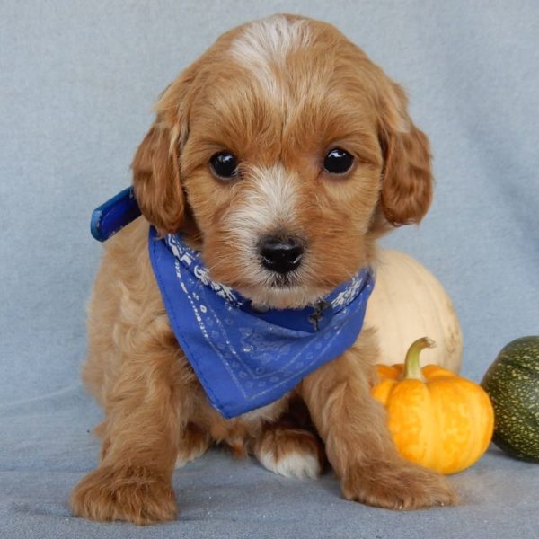 F1b Toy Cavapoo Puppy for Sale