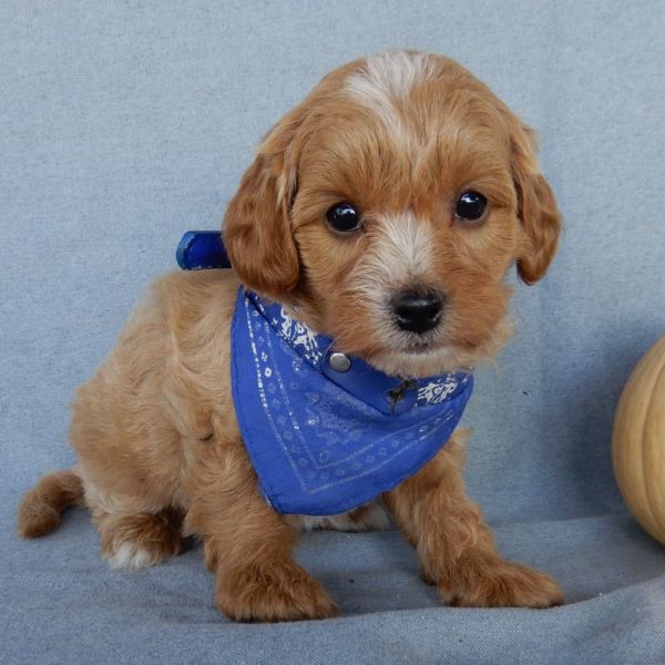 F1b Toy Cavapoo Puppy for Sale