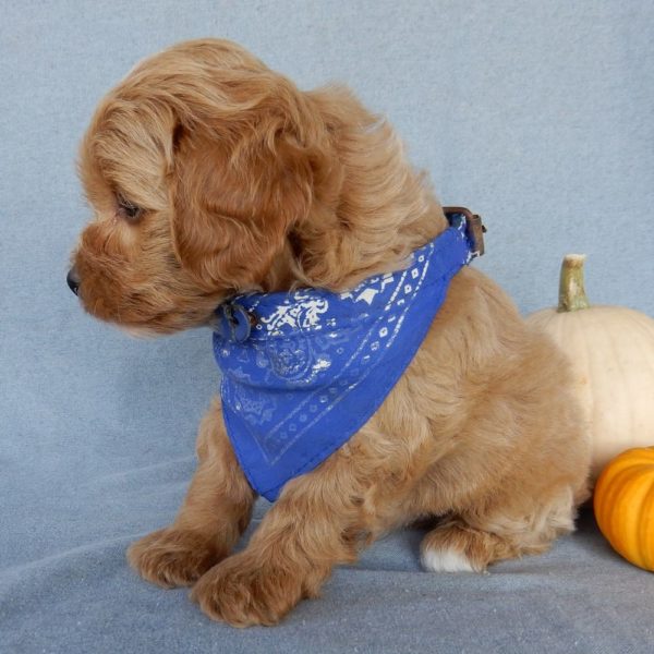 F1b Toy Cavapoo Puppy for Sale