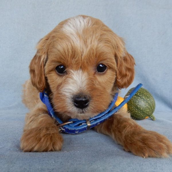 F1b Toy Cavapoo Puppy for Sale