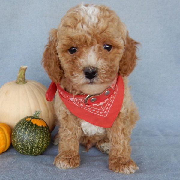 F1b Toy Cavapoo Puppy for Sale