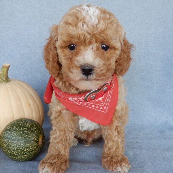 F1b Toy Cavapoo Puppy for Sale