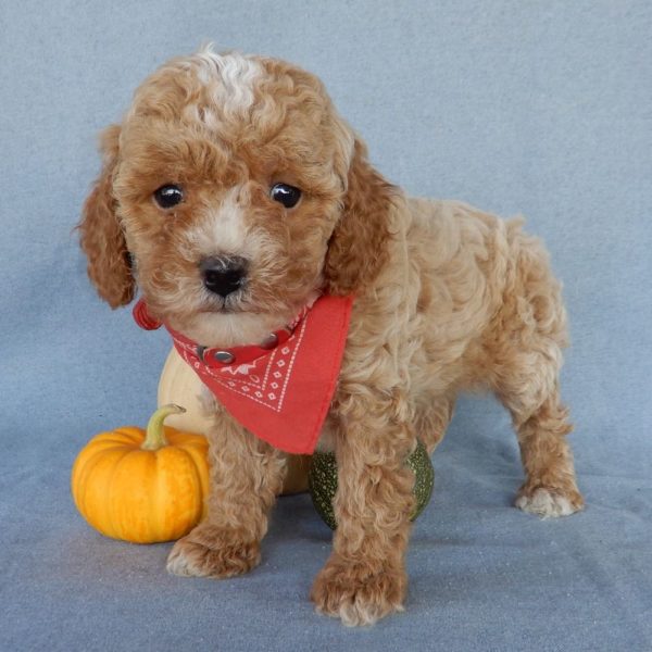 F1b Toy Cavapoo Puppy for Sale