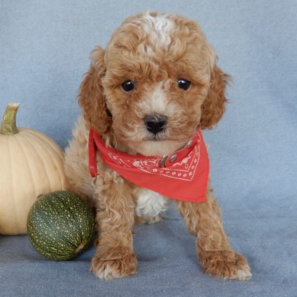 F1b Toy Cavapoo Puppy for Sale