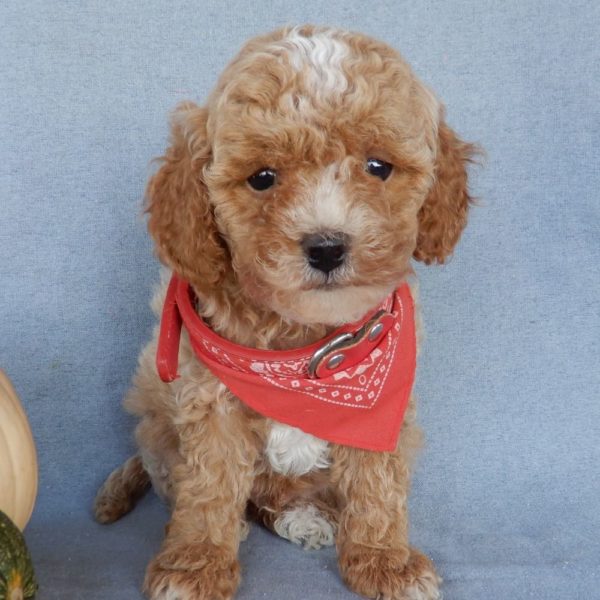 F1b Toy Cavapoo Puppy for Sale