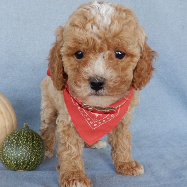 F1b Toy Cavapoo Puppy for Sale