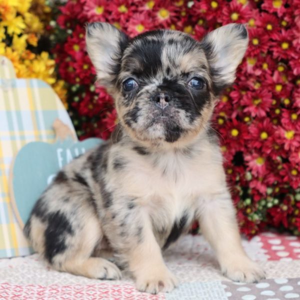 Fluffy French Bulldog Puppy for Sale