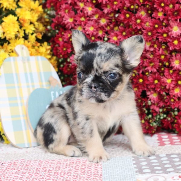 Fluffy French Bulldog Puppy for Sale