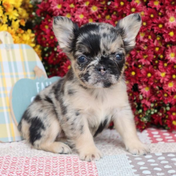 Fluffy French Bulldog Puppy for Sale