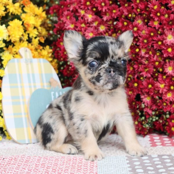 Fluffy French Bulldog Puppy for Sale