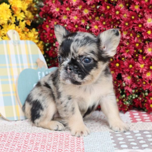 Fluffy French Bulldog Puppy for Sale