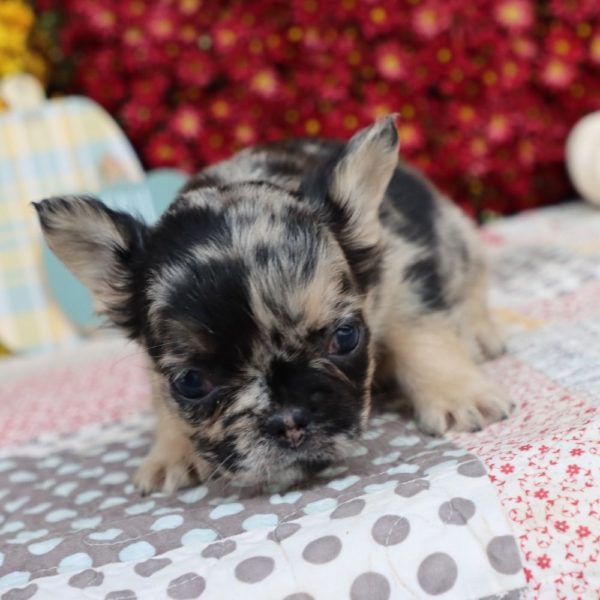 Fluffy French Bulldog Puppy for Sale