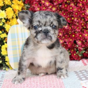 Fluffy French Bulldog Puppy for Sale