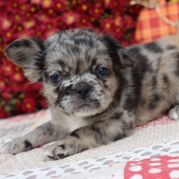 Fluffy French Bulldog Puppy for Sale