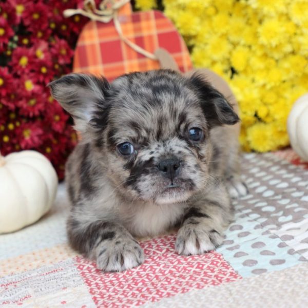 Fluffy French Bulldog Puppy for Sale