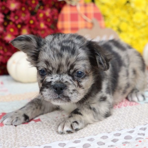 Fluffy French Bulldog Puppy for Sale