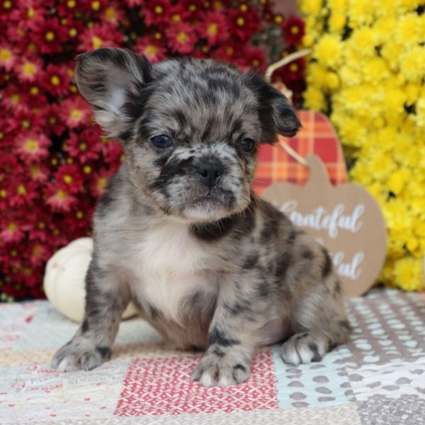 Fluffy French Bulldog Puppy for Sale