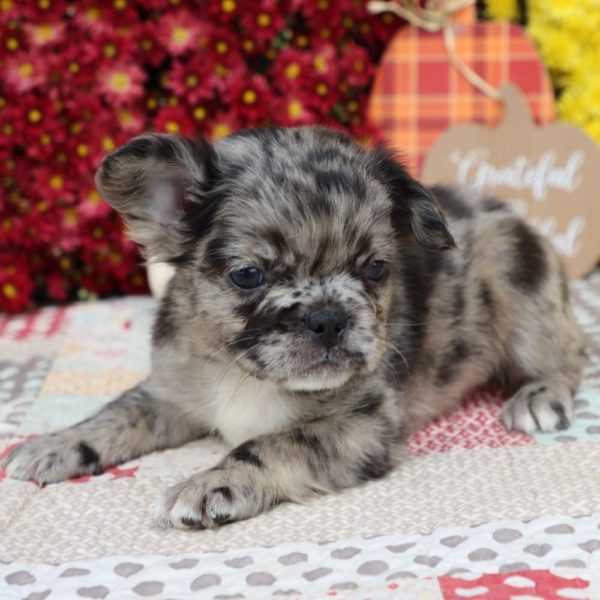 Fluffy French Bulldog Puppy for Sale