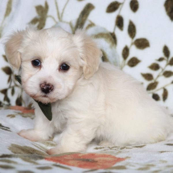 Havanese Puppy for Sale