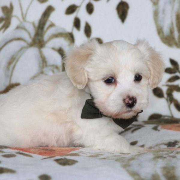 Havanese Puppy for Sale