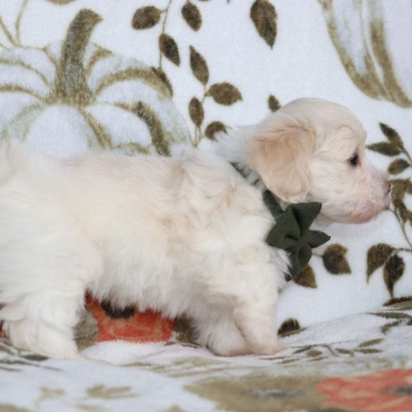 Havanese Puppy for Sale