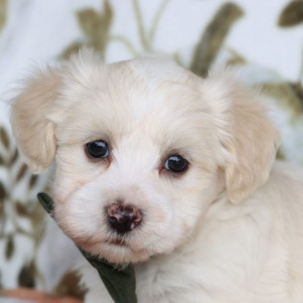 Havanese Puppy for Sale