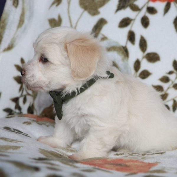 Havanese Puppy for Sale