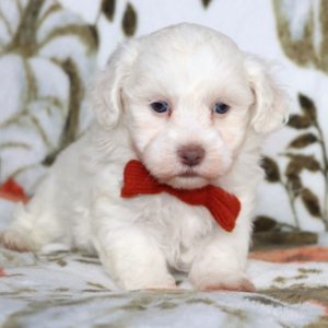 Havanese Puppy for Sale