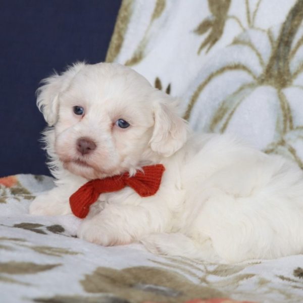 Havanese Puppy for Sale