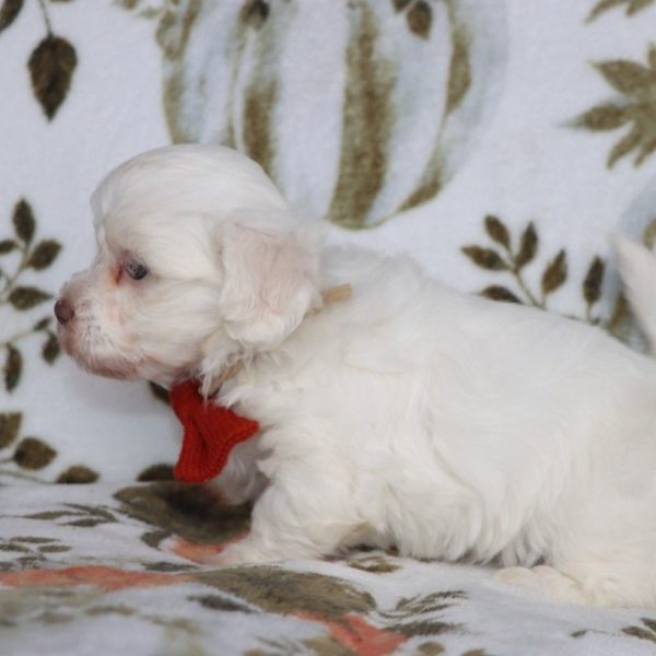 Havanese Puppy for Sale