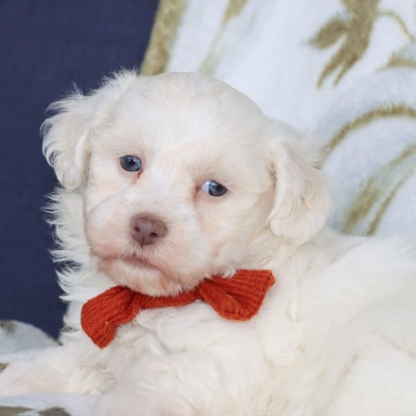 Havanese Puppy for Sale