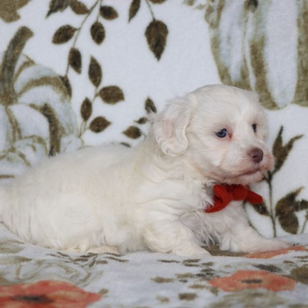 Havanese Puppy for Sale