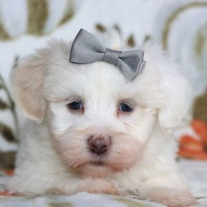 Havanese Puppy for Sale