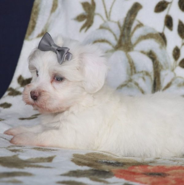 Havanese Puppy for Sale