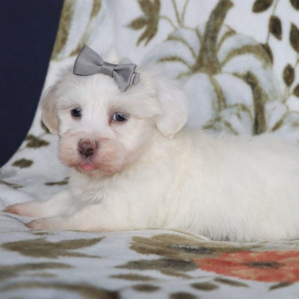 Havanese Puppy for Sale