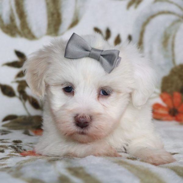 Havanese Puppy for Sale