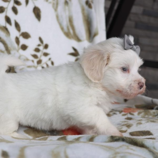 Havanese Puppy for Sale